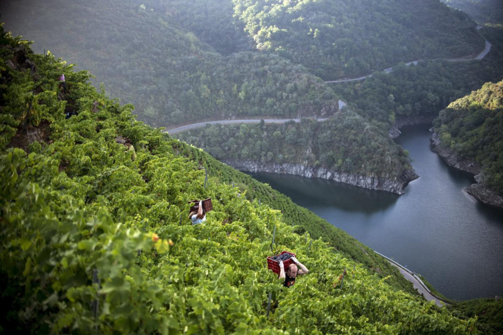 Un paisaje, una uva, un vino