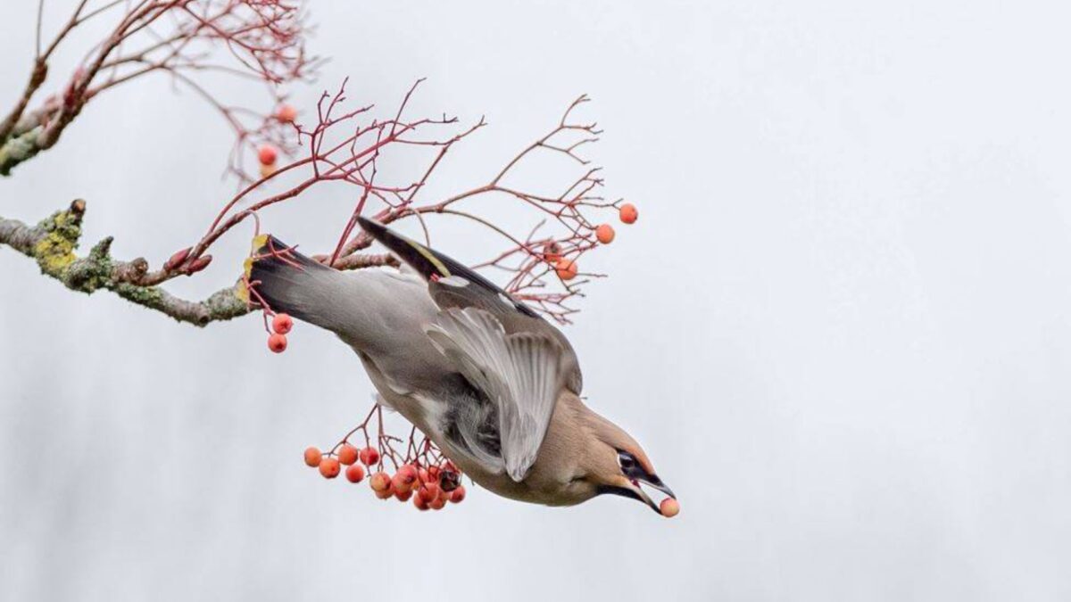 La pérdida de aves y mamíferos impide a las plantas adaptarse al cambio climático