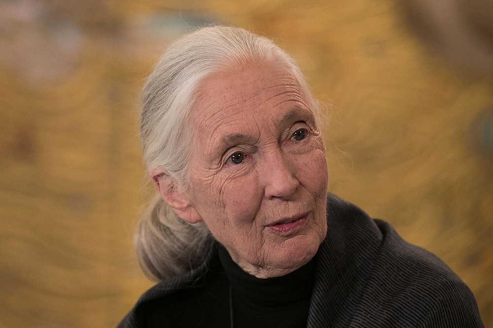 Jane Goodall respalda a Garzón y pide que más políticos se pronuncien contra la ganadería intensiva