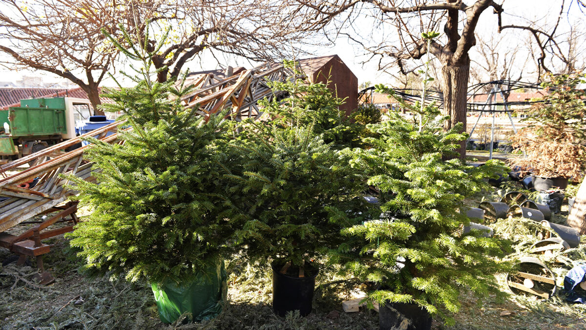 Larga vida al árbol de Navidad