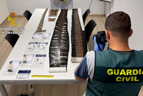 Investigadas nueve personas por tráfico de animales y marfil en País Vasco y Cantabria