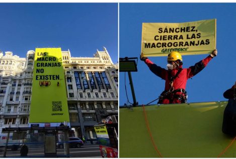 Greenpeace exige a Sánchez el cierre de las macrogranjas que «no» existen con una protesta en Gran Vía