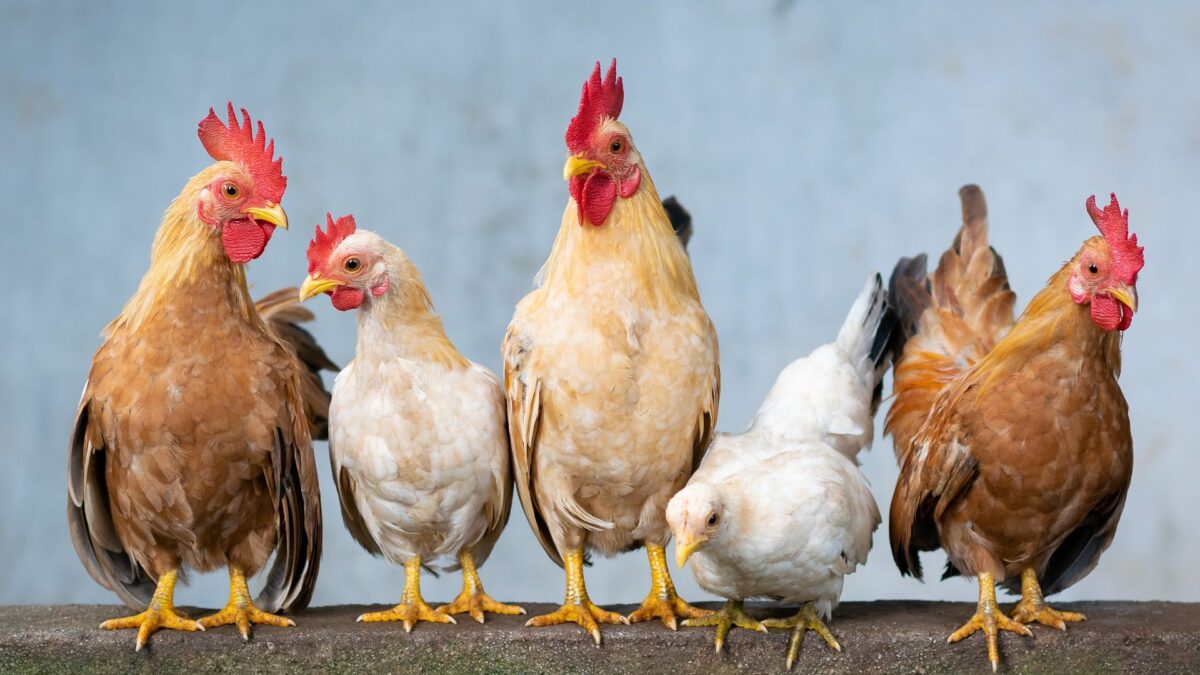 ¿Qué come el pollo que comemos?