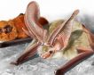 Los primeros fósiles de murciélagos endémicos de Canarias ayudarán a su conservación