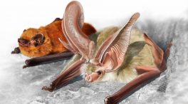 Los primeros fósiles de murciélagos endémicos de Canarias ayudarán a su conservación