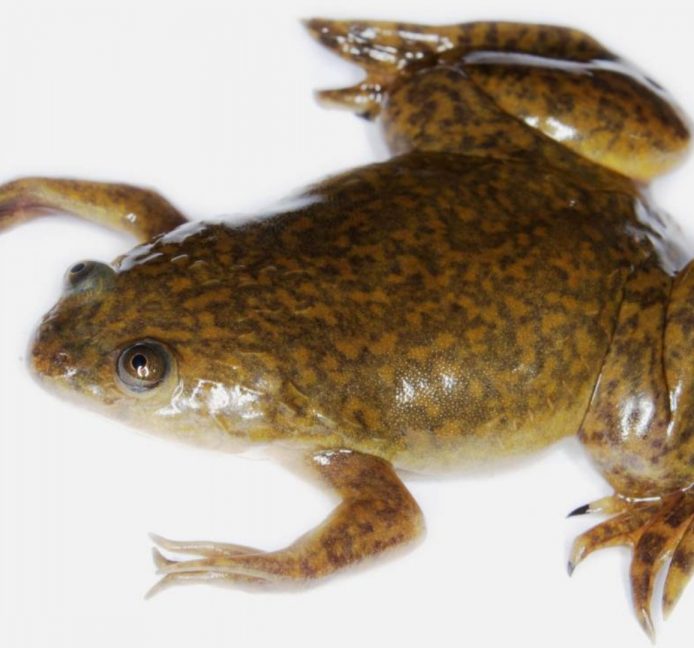 Un cóctel de fármacos permite que unas ranas regeneren sus extremidades amputadas