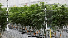 Un estudio apunta que el cannabis podría impedir la entrada del coronavirus en las células