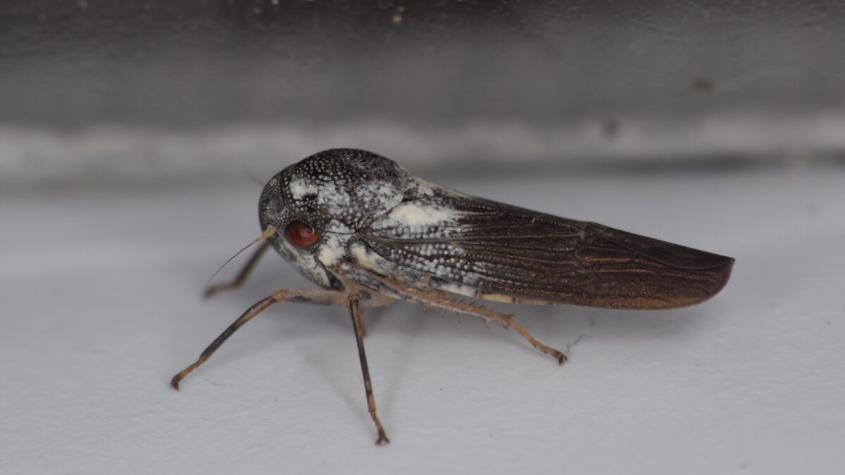 Descubren una nueva especie de insecto «increíblemente raro»