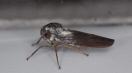 Descubren una nueva especie de insecto "increíblemente raro"