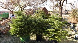 Larga vida al árbol de Navidad
