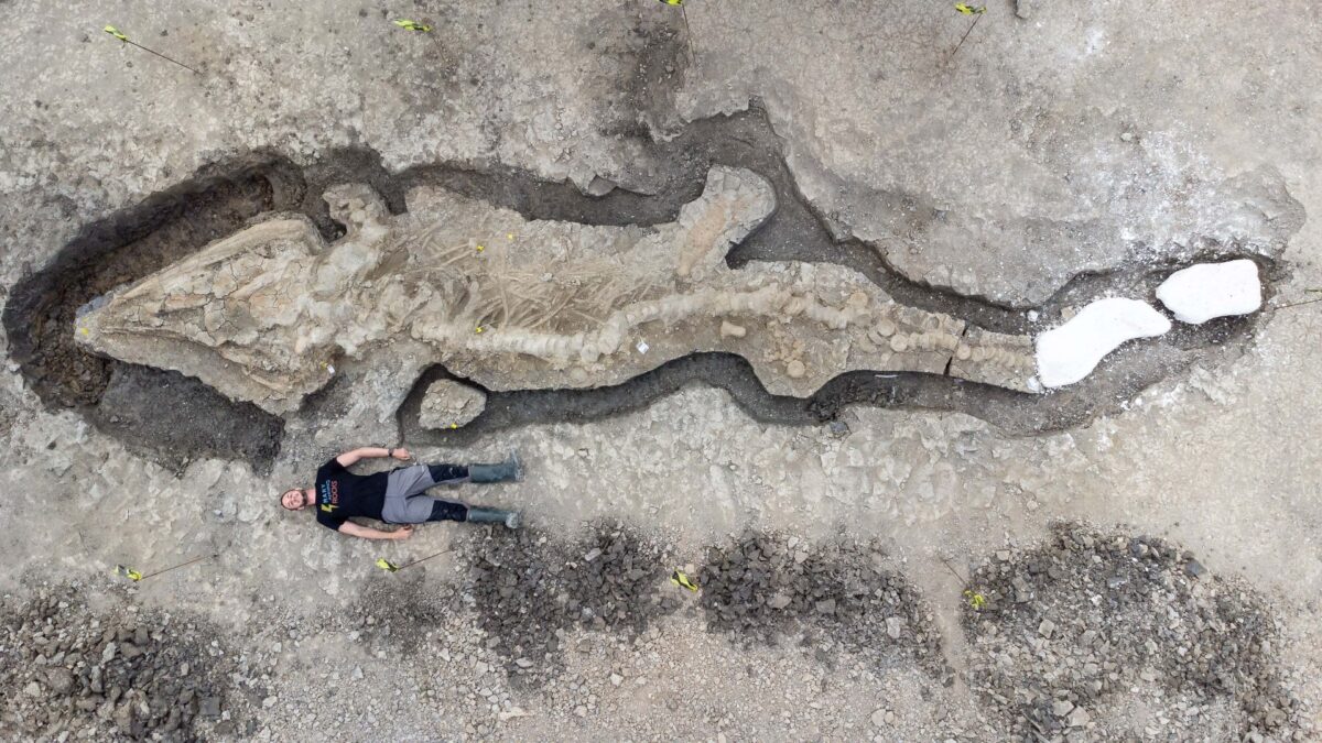 (FOTOGALERÍA) Hallan por casualidad el fósil del «dragón marino» más grande jamás encontrado en Reino Unido