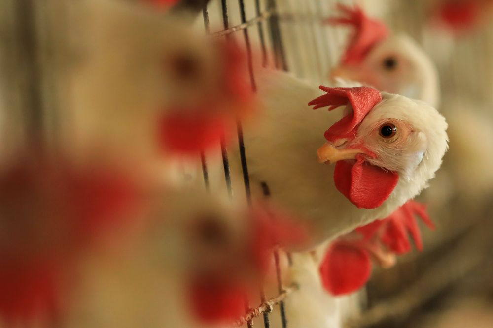 Los veterinarios piden tranquilidad ante la gripe aviar: «No hay riesgo para los humanos»
