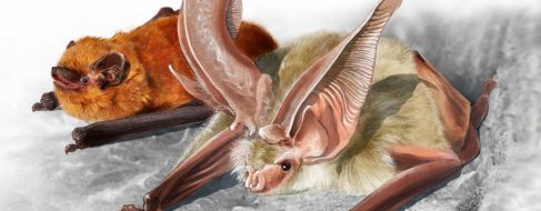 Los primeros fósiles de murciélagos endémicos de Canarias ayudarán a su conservación