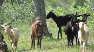 La ganadería extensiva etiquetará sus productos ante la desidia del Gobierno