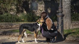 Andalucía quiere prohibir por ley las mutilaciones estéticas a animales y su uso «cruel» en cine