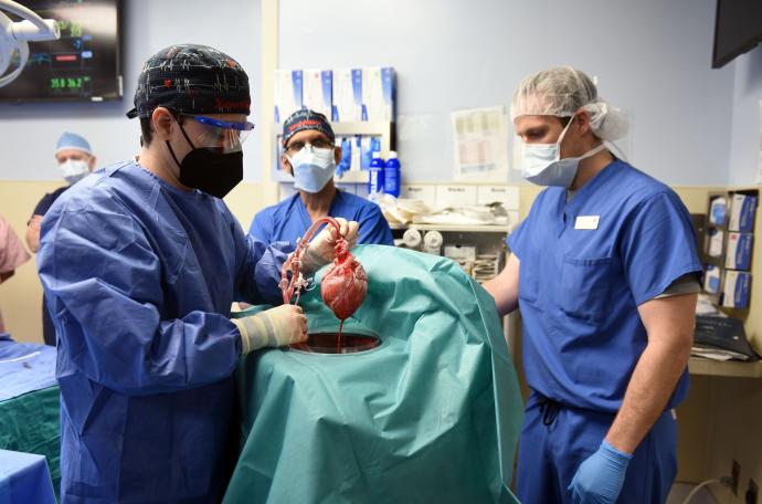 Cirugía histórica: trasplantan con éxito un corazón de cerdo a un hombre en EE.UU.