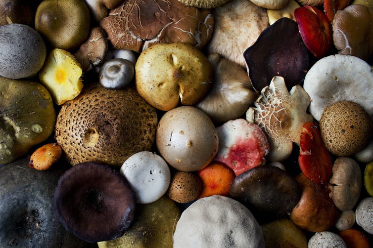 Los hongos son la materia prima del futuro