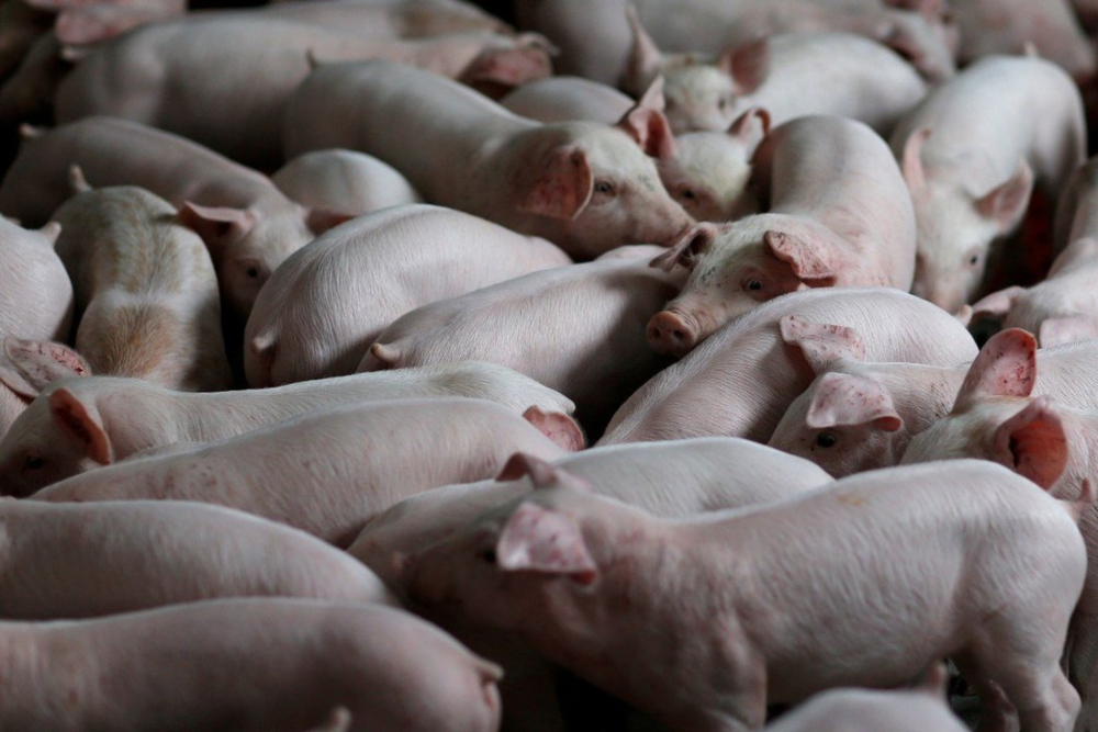 La polémica de la «carne barata» sacude Alemania: «España es la pocilga de Europa»