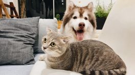 Entra en vigor la ley que reconoce a los animales como «seres sintientes»
