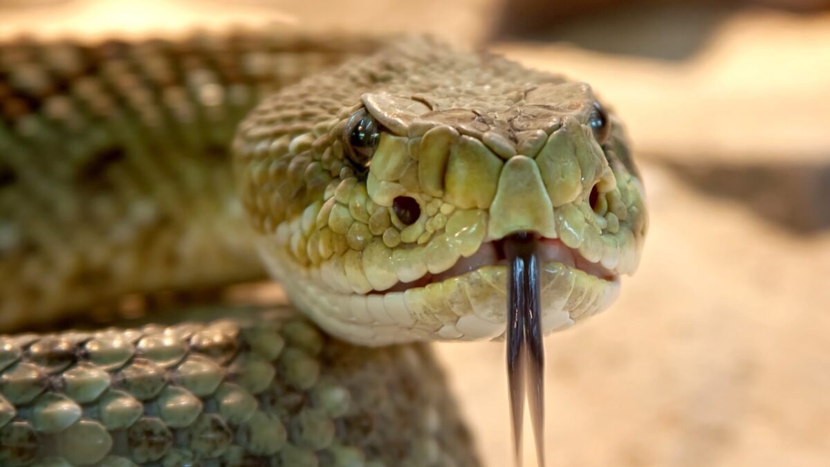 Los ojos de serpiente