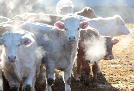 La UE aprueba un aditivo alimentario para reducir el metano emitido por las vacas