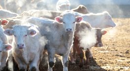 Castilla y León levanta las restricciones de movimiento al ganado bovino