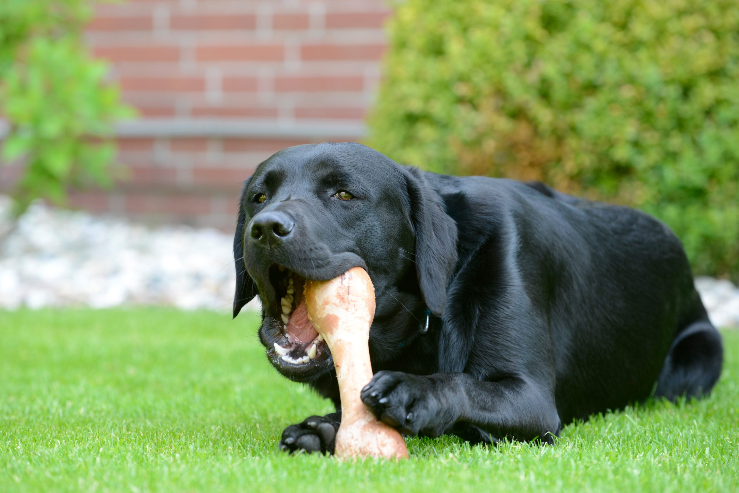 ¿La dieta BARF para perros es mejor que el pienso? Hablan los expertos