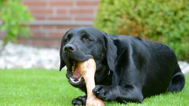 ¿La dieta BARF para perros es mejor que el pienso? Hablan los expertos