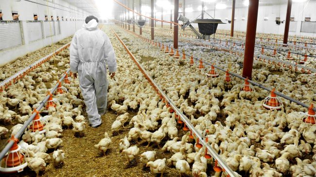 Francia prohibirá el sacrificio masivo de pollitos macho a finales de año