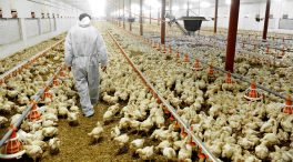 Francia prohibirá el sacrificio masivo de pollitos macho a finales de año