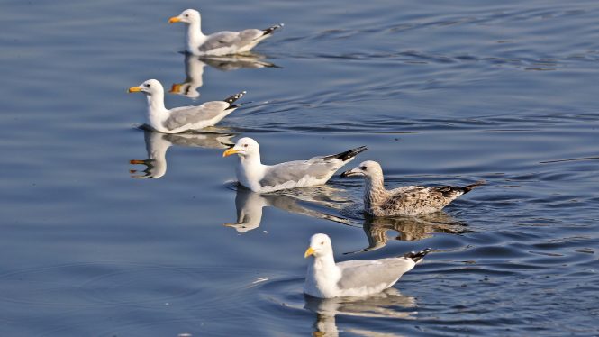 Las gaviotas ayudan a la dispersión de especies de plantas invasoras y nativas