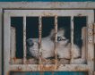 El maltrato animal se penará hasta con 24 meses de prisión en el Código Penal