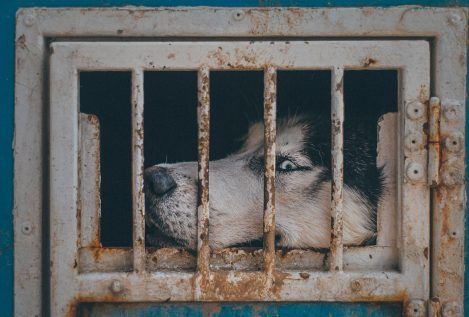 El maltrato animal se penará hasta con 24 meses de prisión en el Código Penal
