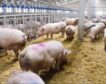 El sector porcino se reivindica como un potente motor del empleo en España, con más de 420.000 trabajadores