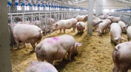 El sector porcino se reivindica como un potente motor del empleo en España, con más de 420.000 trabajadores