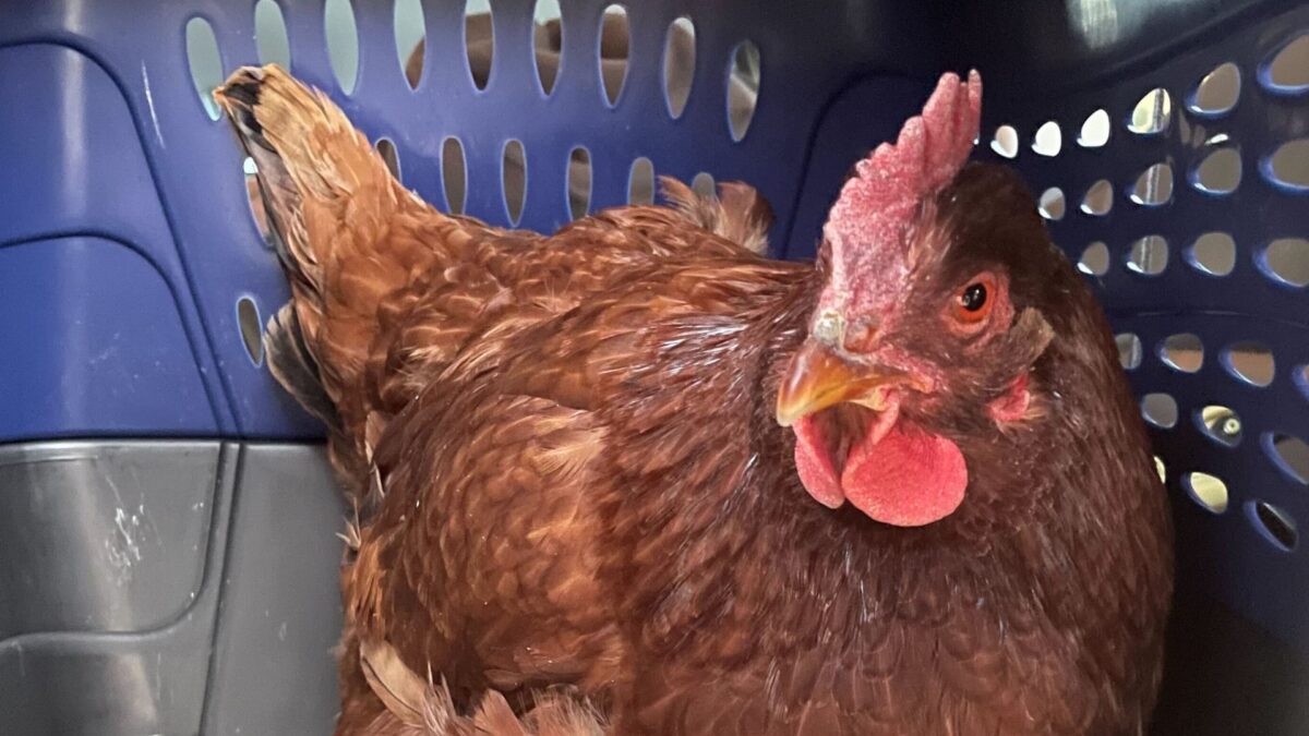 Henny Penny, la gallina que ha logrado burlar la seguridad del Pentágono