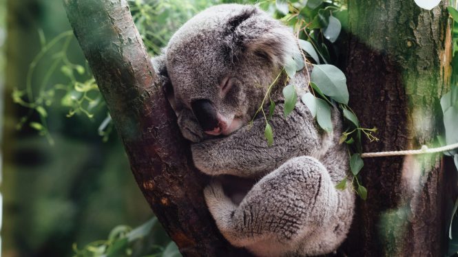 Australia declara a los koalas como animales en peligro de extinción