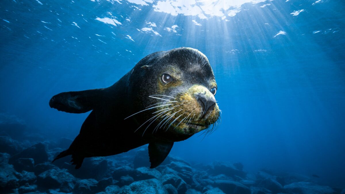 (FOTOGALERÍA) Las mejores fotos submarinas de 2021, según National Geographic