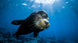 (FOTOGALERÍA) Las mejores fotos submarinas de 2021, según National Geographic
