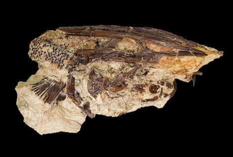 El impacto del asteroide que acabó con los dinosaurios ocurrió en primavera