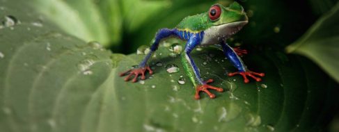 BioGenoma de la Tierra, uno de los proyectos más ambiciosos en la historia de la biología