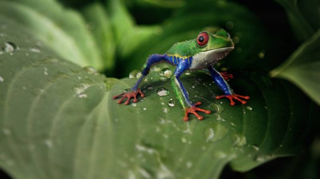 BioGenoma de la Tierra, uno de los proyectos más ambiciosos en la historia de la biología