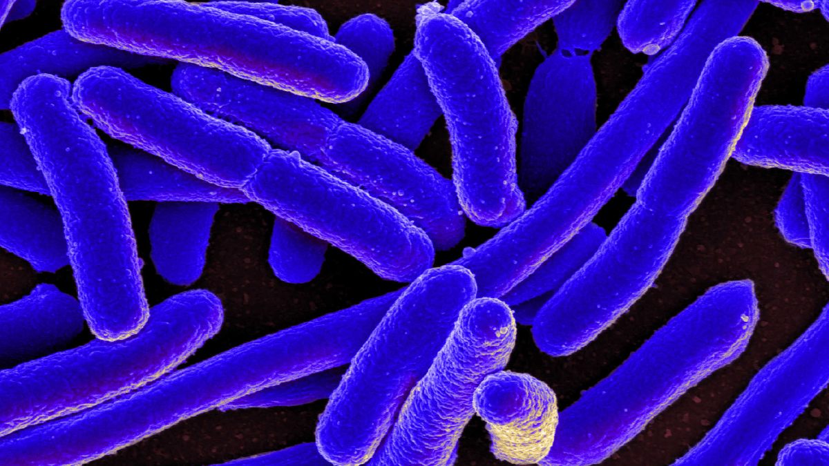 ¿Causan cáncer los virus, las bacterias y los mohos?