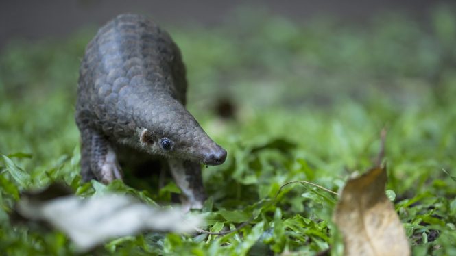 El misterio del pangolín