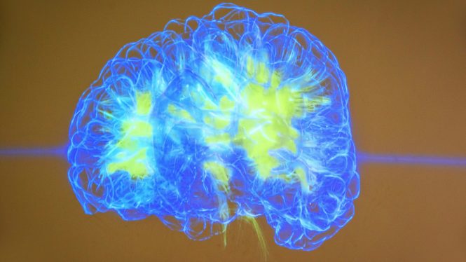 El gen que hizo especial nuestro cerebro