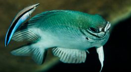 Nuevos experimentos confirman que los peces sí tienen conciencia de sí mismos