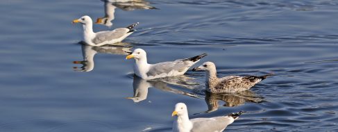 Las gaviotas ayudan a la dispersión de especies de plantas invasoras y nativas