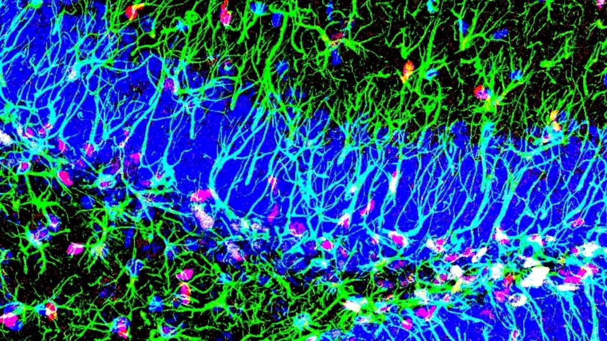 Hallan un mecanismo que promueve la creación de nuevas neuronas durante toda la vida