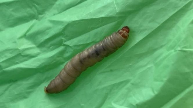 Los gusanos que degradan plástico en 40 minutos