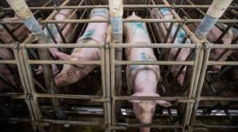 El Gobierno cifra en 68 las macrogranjas con más de 10.000 animales en España